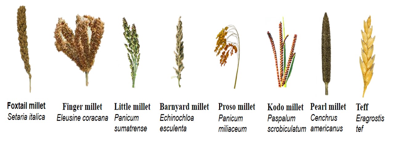 Attaining UN's SDGs through Millets